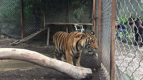 Decomisan un tigre de Bengala, armas y drogas de un domicilio propiedad del cártel de La Familia Michoacana