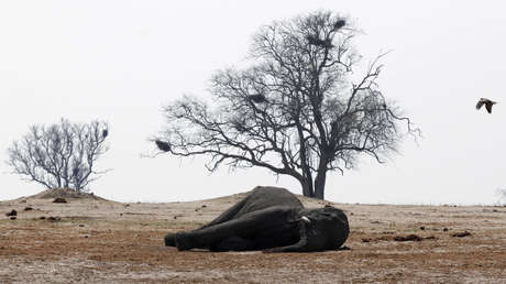 Resuelven el misterio de la  muerte de 34 elefantes en Zimbabue