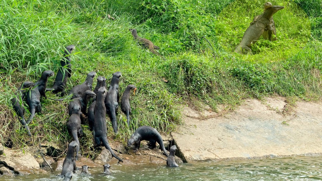 FOTO: Una sorprendida familia de nutrias cruza un río para presenciar la pelea de dos varanos