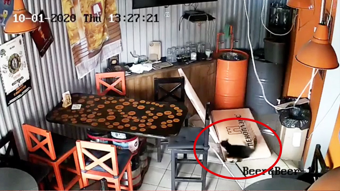Un gato callejero provoca destrozos en una cervecería rusa tras caer por el techo (VIDEO)
