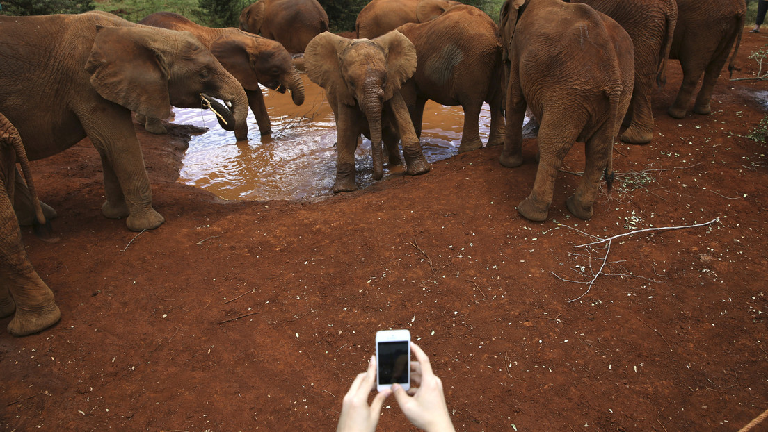 VIDEO: Elefante encuentra un iPhone con la cámara encendida y lo pone a prueba
