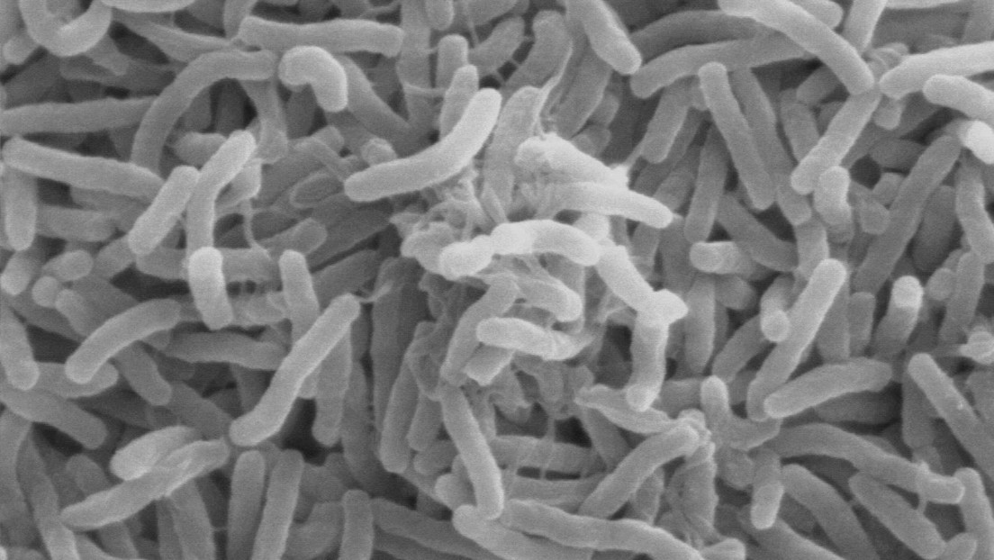 Descifran el genoma de la bacteria que provocó el último brote de cólera en Argentina