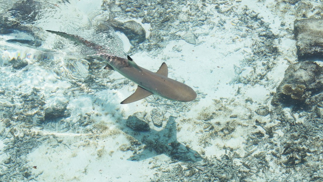 Registran el primer caso de un tiburón 'desnudo', nacido sin piel ni dientes