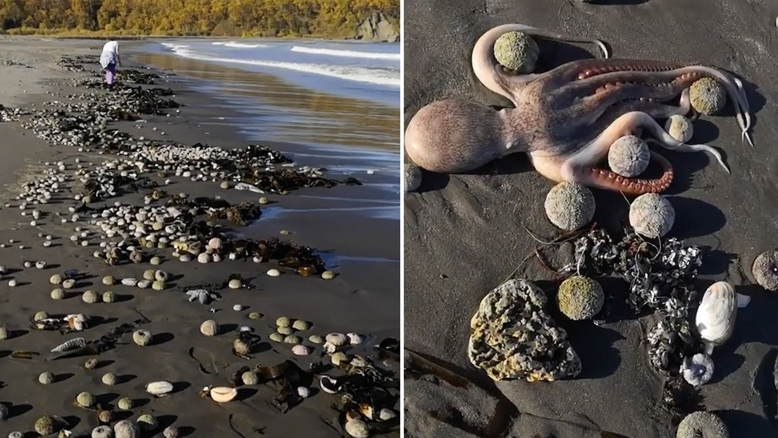 "Catástrofe ecológica" en Kamchatka: playas convertidas en cementerios de fauna marina y surfistas intoxicados