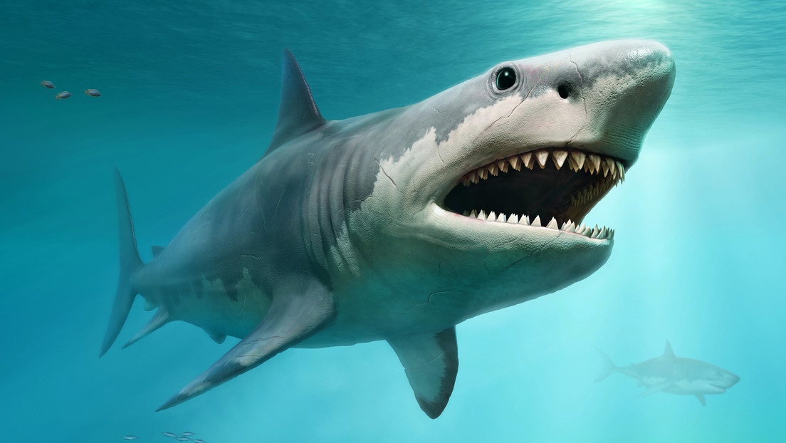 Encuentran una explicación para el enorme tamaño de los megalodones, los tiburones depredadores más grandes conocidos