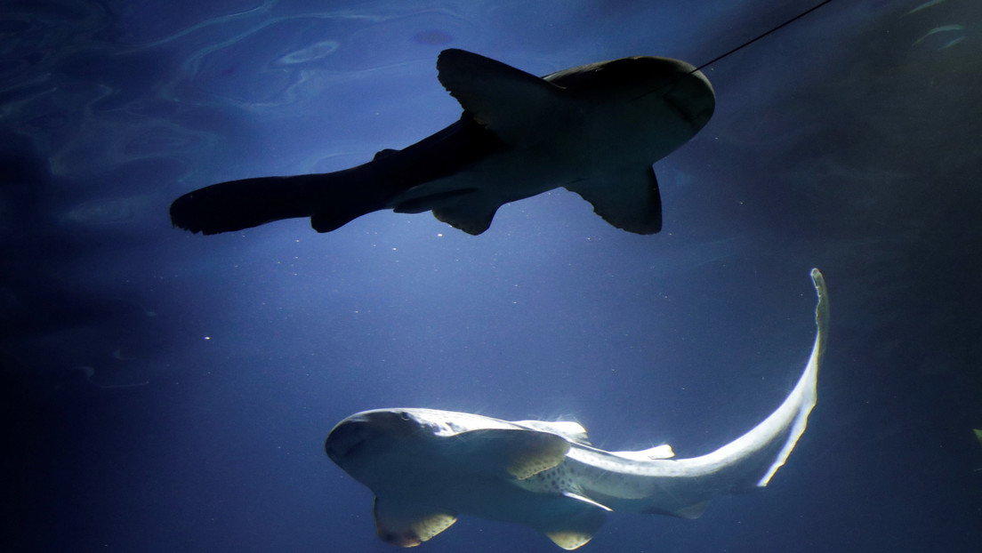 FOTOS: Capturan por primera vez en Reino Unido un raro tiburón completamente blanco