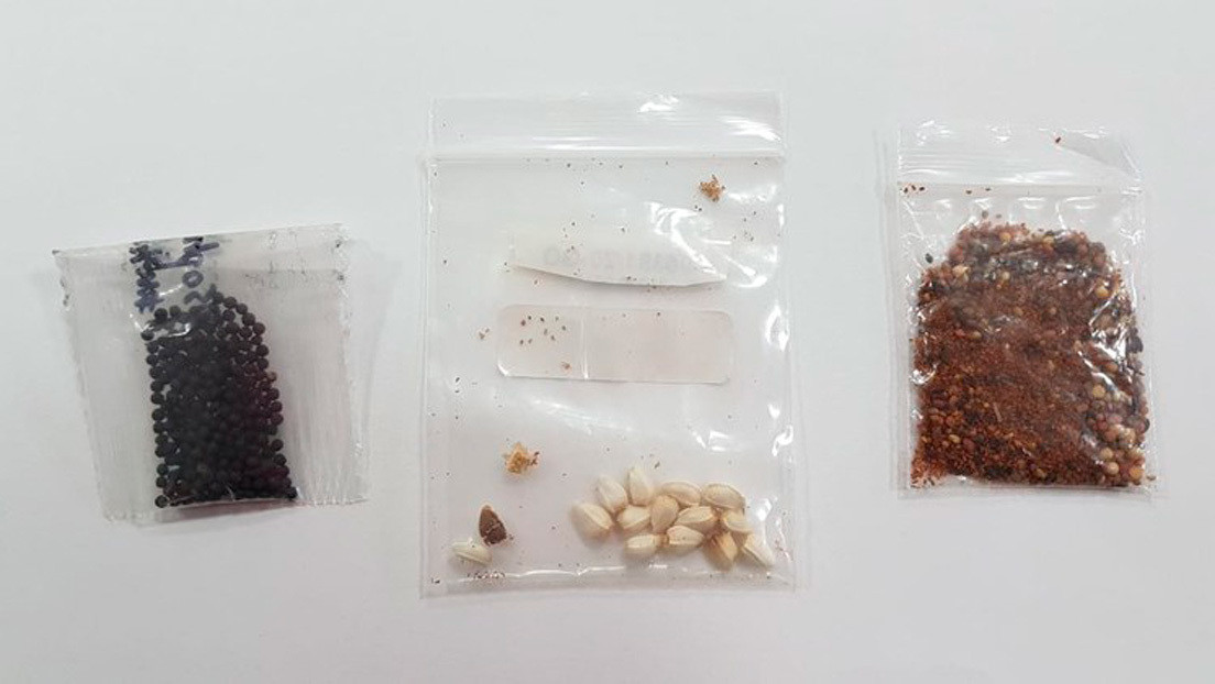 Cientos de misteriosos paquetes con semillas que pueden ser peligrosas llegan a Brasil sin ser solicitados