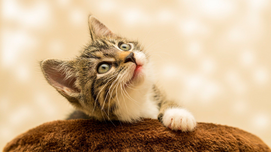 Una foto inocente de un gato crea una espantosa ilusión óptica