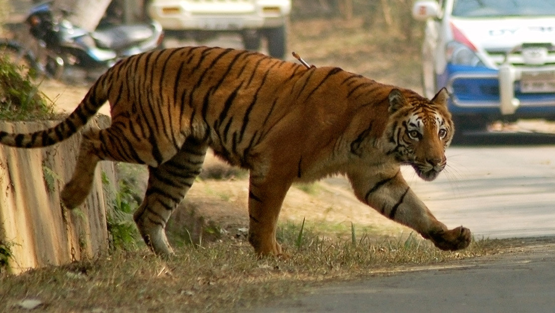 Persiguen en la India a un tigre que ya ha matado a ocho personas