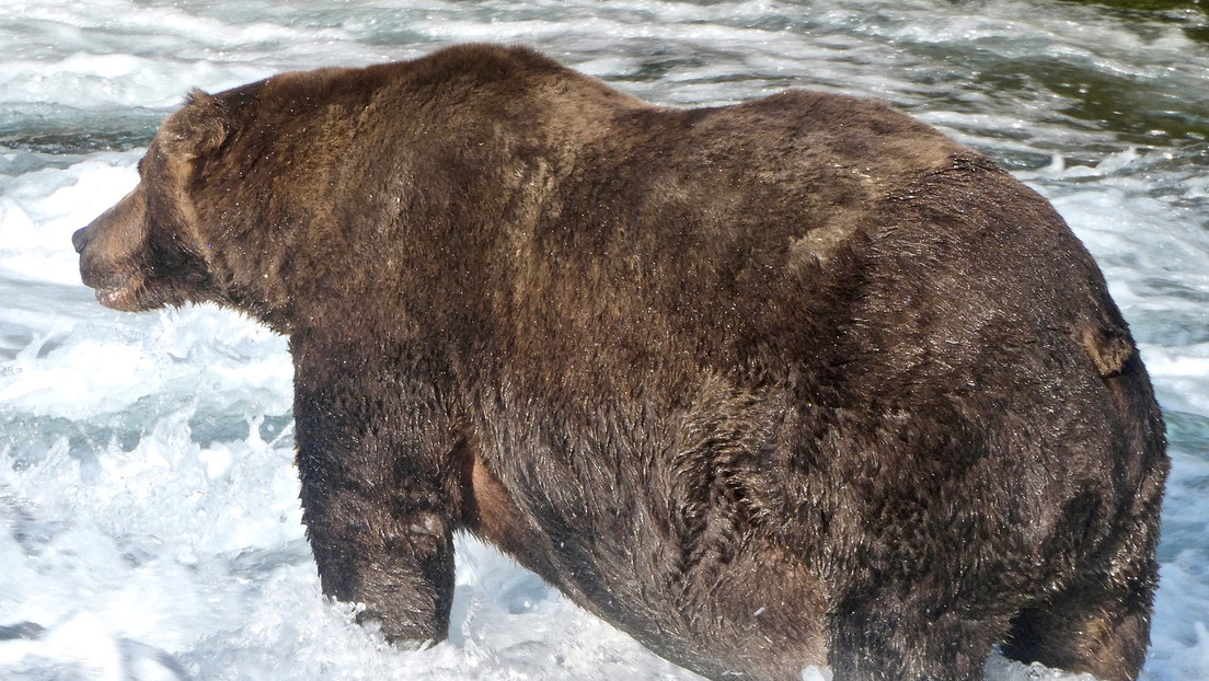 Eligen al "oso más gordo" en un popular concurso en Alaska