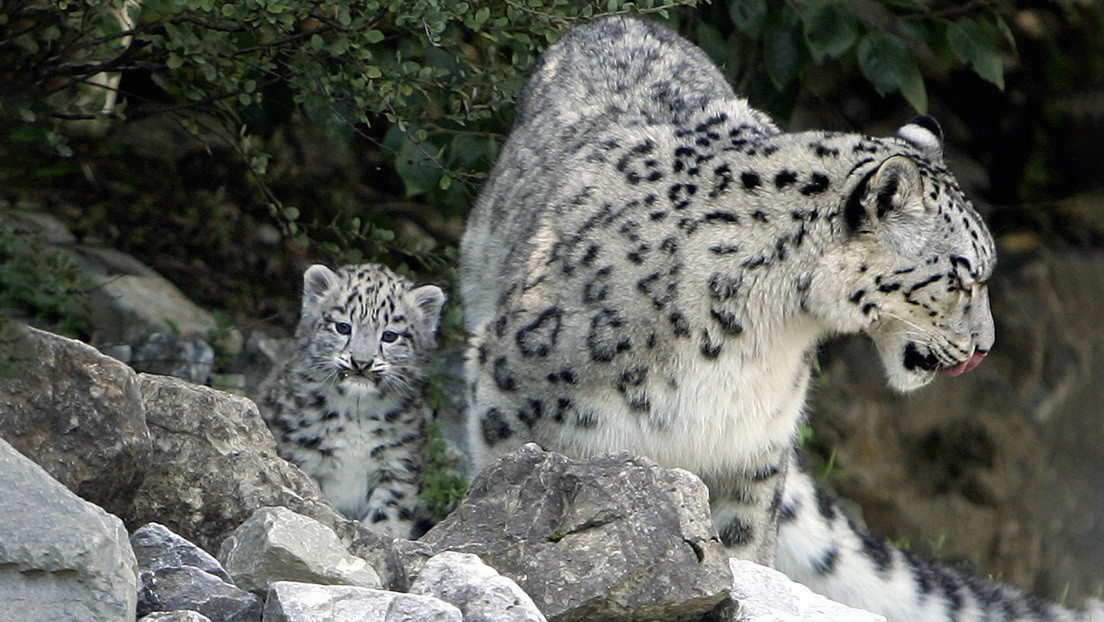 VIDEO: Una cámara oculta revela qué hace una leoparda con sus crías cuando nadie los ve