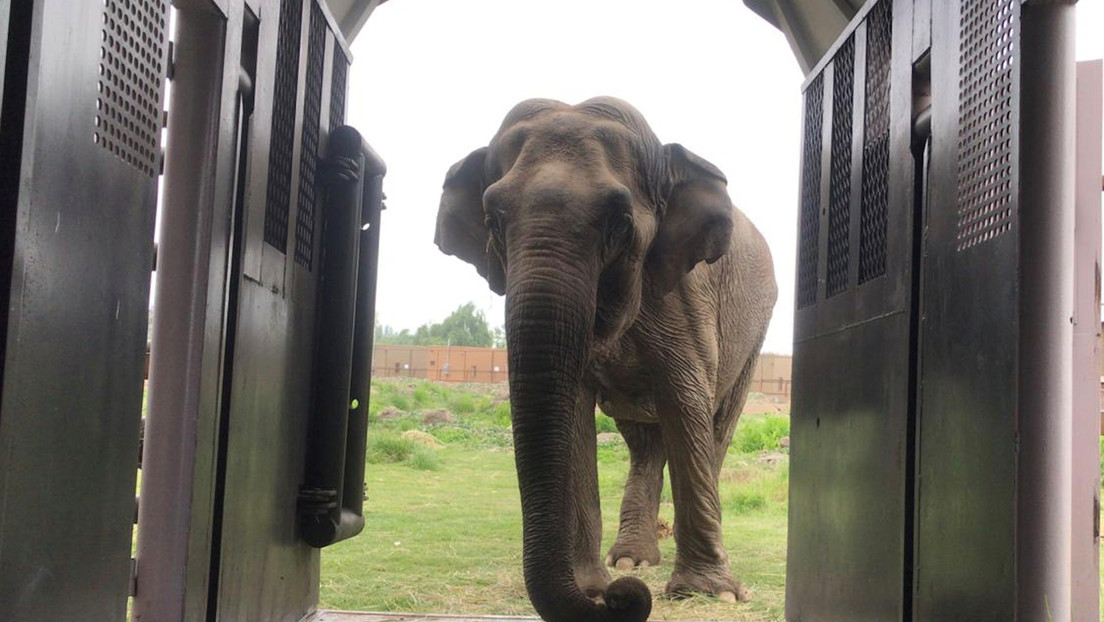 VIDEO: Un elefante se come una bolsa plástica arrojada por un visitante en un zoológico chino
