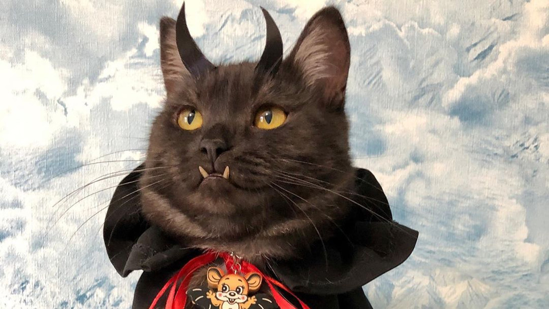 FOTOS: Un gato 'vampírico' ayuda a vender libros para apoyar a las mascotas sin hogar