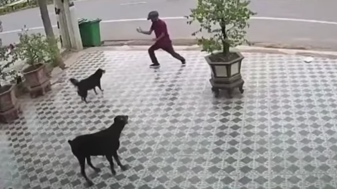VIDEO: Se salva del ataque de unos perros por imitar al señor Miyagi de 'Karate Kid'