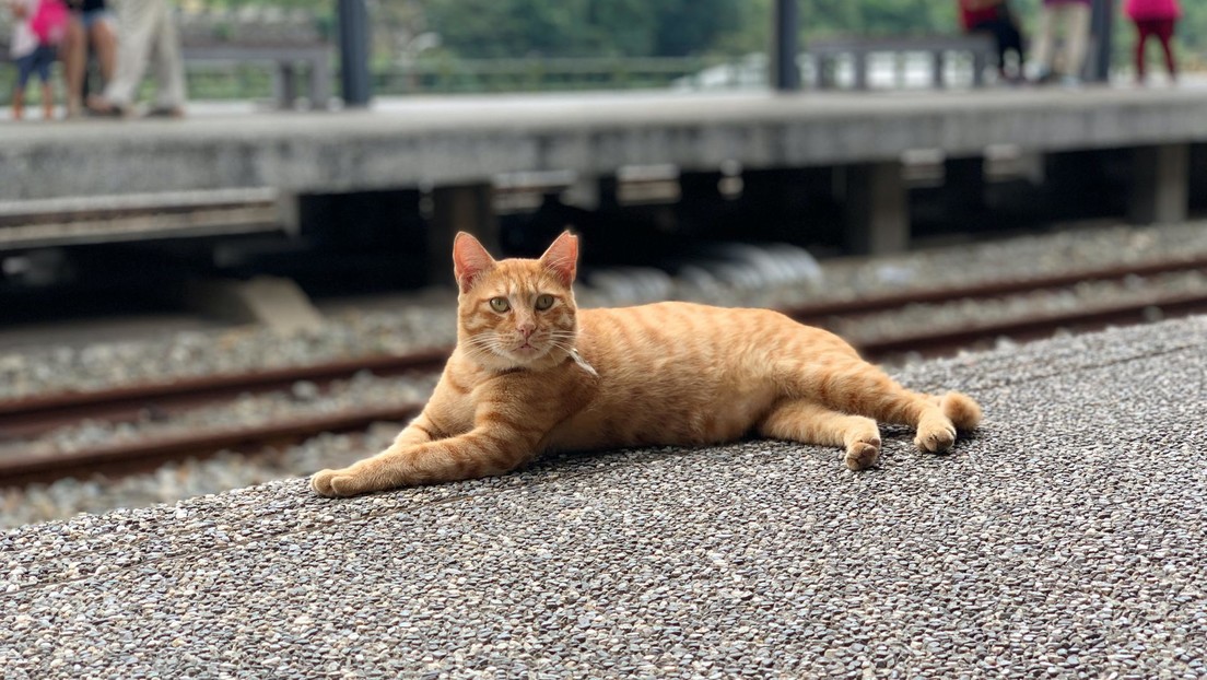 VIDEO: Retiran a un gato 'polizón' de un tren por viajar sin boleto