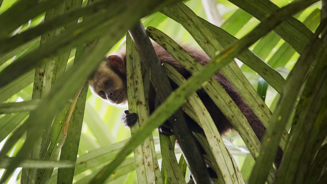 VIDEO: Monos capuchinos se unen para rescatar a un congénere atacado por una boa hambrienta