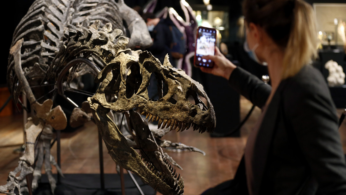Un "abuelo" del T-Rex recaba más de 3 millones de dólares en subasta de huesos