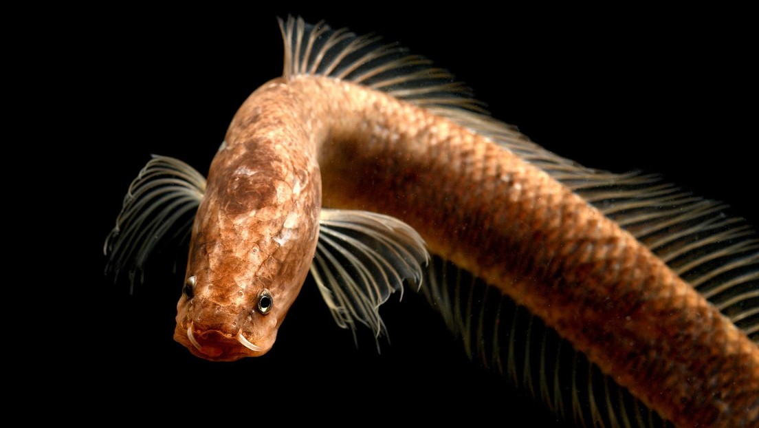El llamado pez Gollum hallado hace un año resultó ser un "fósil viviente" de la época de Gondwana
