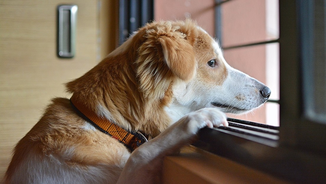 Los perros también atraviesan una crisis cuando llegan a la mediana edad