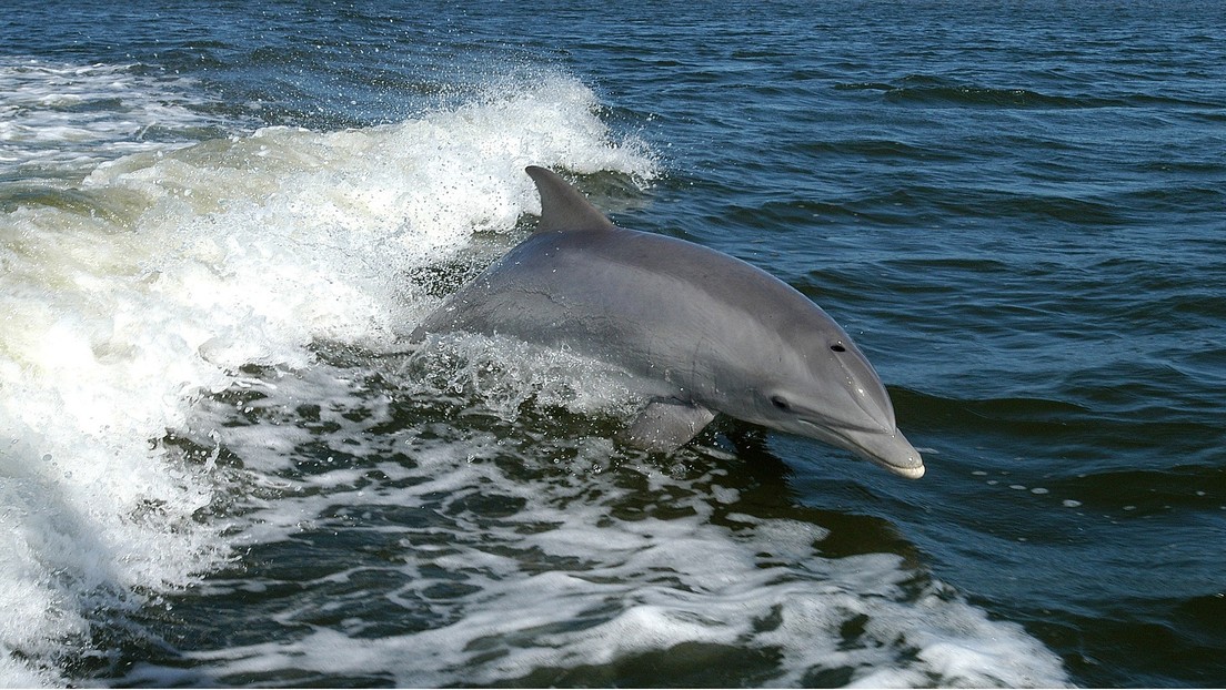 ¿Frustración sexual? Científicos estudian qué convirtió a un delfín en un cruel asesino