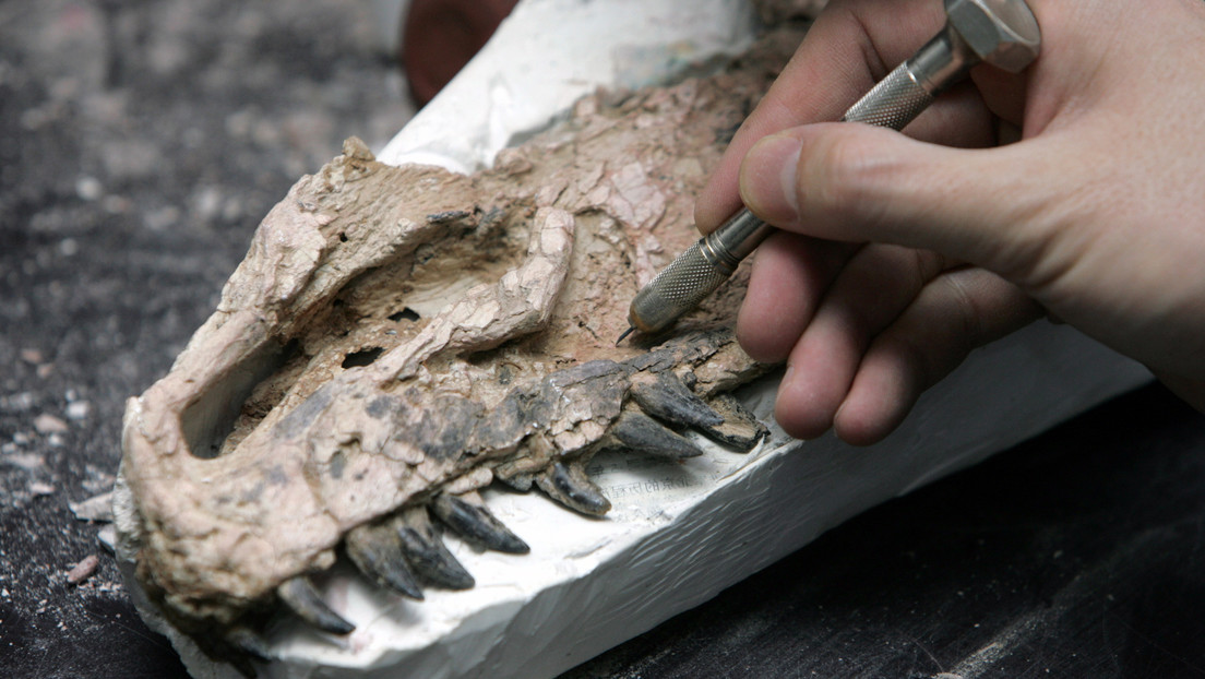 "Extremadamente raros": Descubren los primeros vestigios fósiles de un tiranosaurio bebé