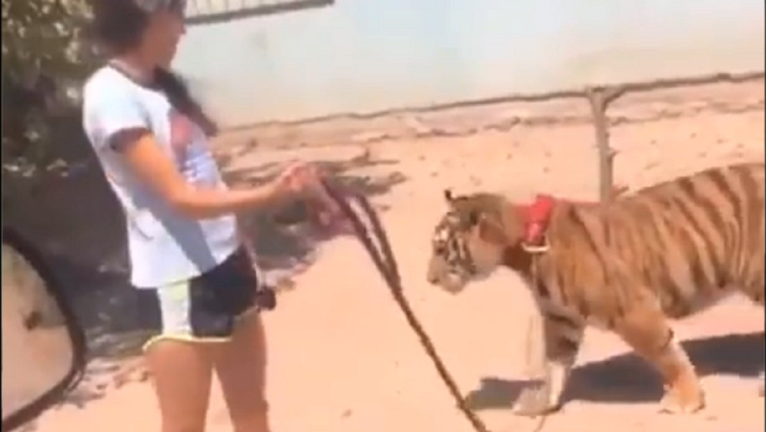 "A ver, pinche perro ese": una muchacha pasea un tigre por la calle en México (VIDEO)