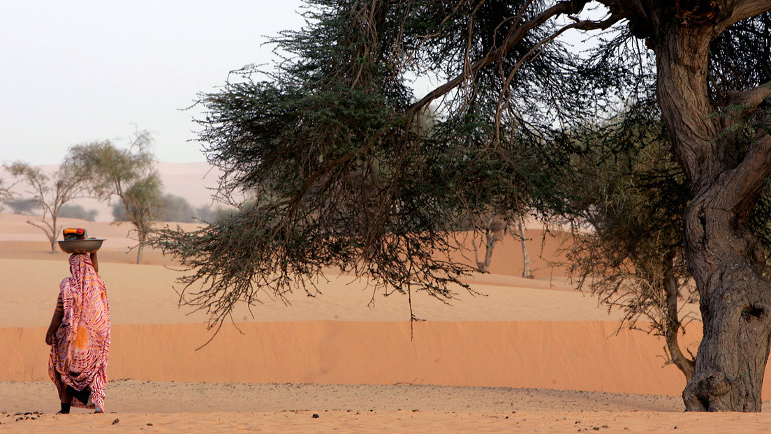 Científicos contaron uno por uno los árboles de los desiertos de Sahara y  Sahel y el resultado fue sorprendente - RT