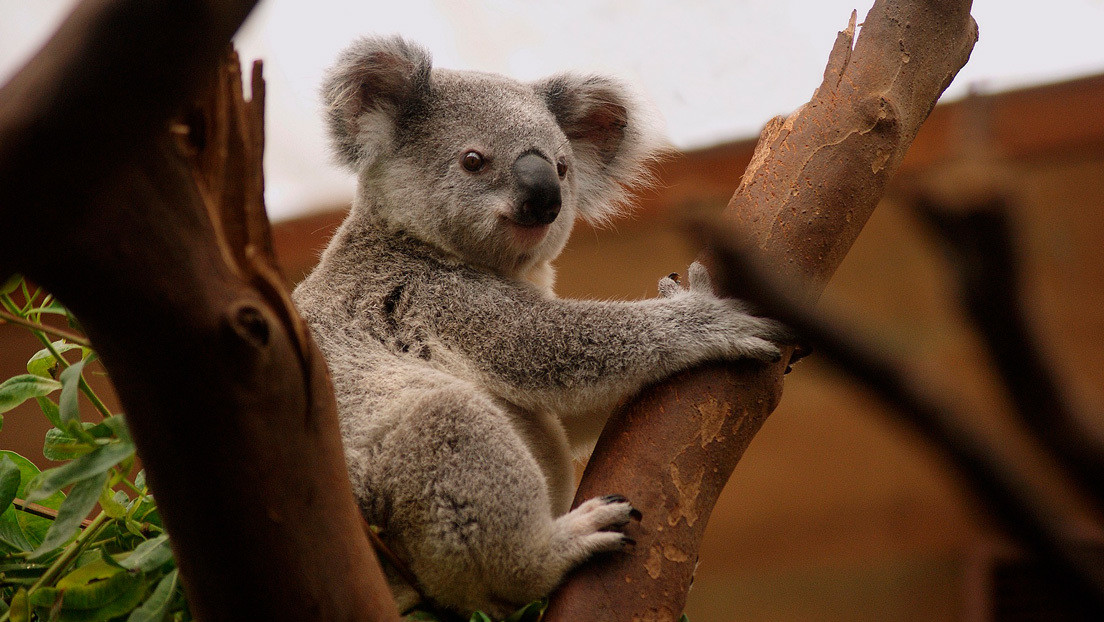VIDEO: Con esta 'cara de pocos amigos' recibió un koala veterano a otro más joven en su refugio