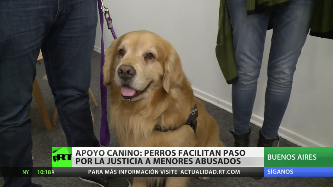 Apoyo canino: la Justicia argentina recurre a perros para facilitar el proceso judicial para menores abusados