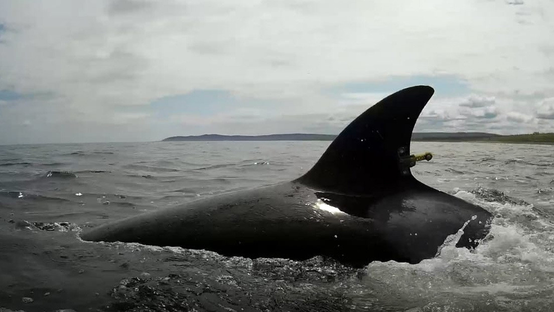 VIDEOS: Residentes de una ciudad rusa tratan de salvar a una orca varada con un remolque