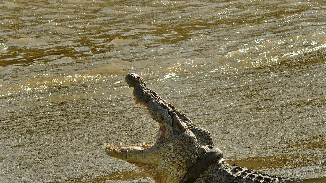 Un enorme cocodrilo persigue a un perro en el agua ante la impotente mirada de su amo (VIDEO)