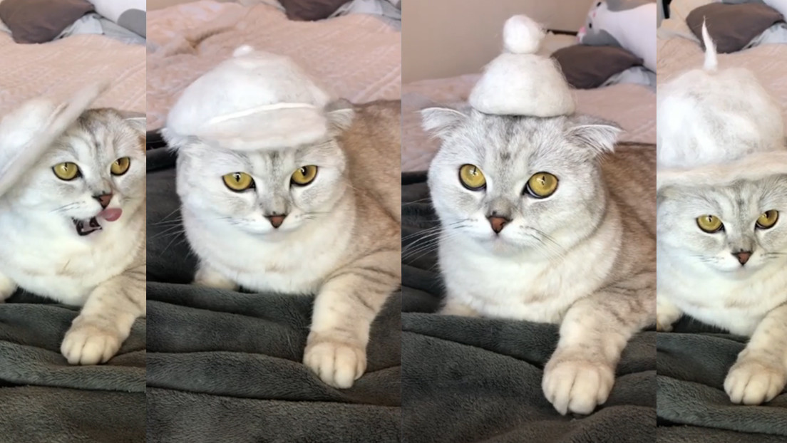 ¿Su gato pierde mucho pelo? Una 'tiktoker' hace sombreros con el pelaje de su felina y arrasa en las redes