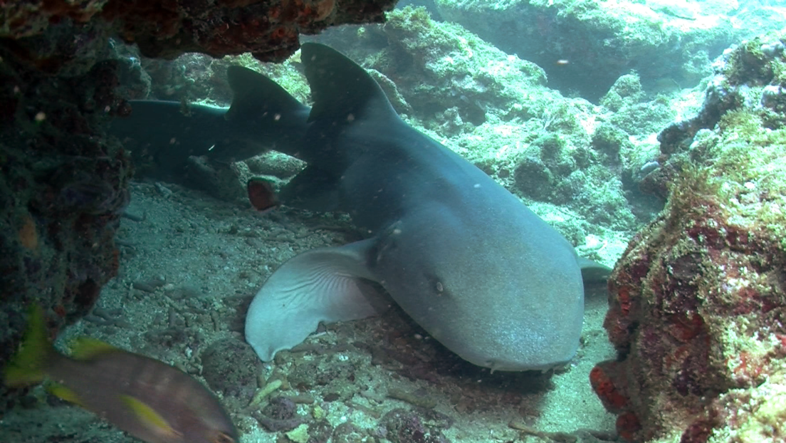 Un tiburón muerde en el tobillo a un hombre y no lo suelta durante 15 minutos
