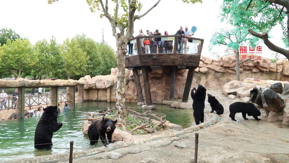 Osos matan a un cuidador a la vista de varios turistas en un parque para animales salvajes