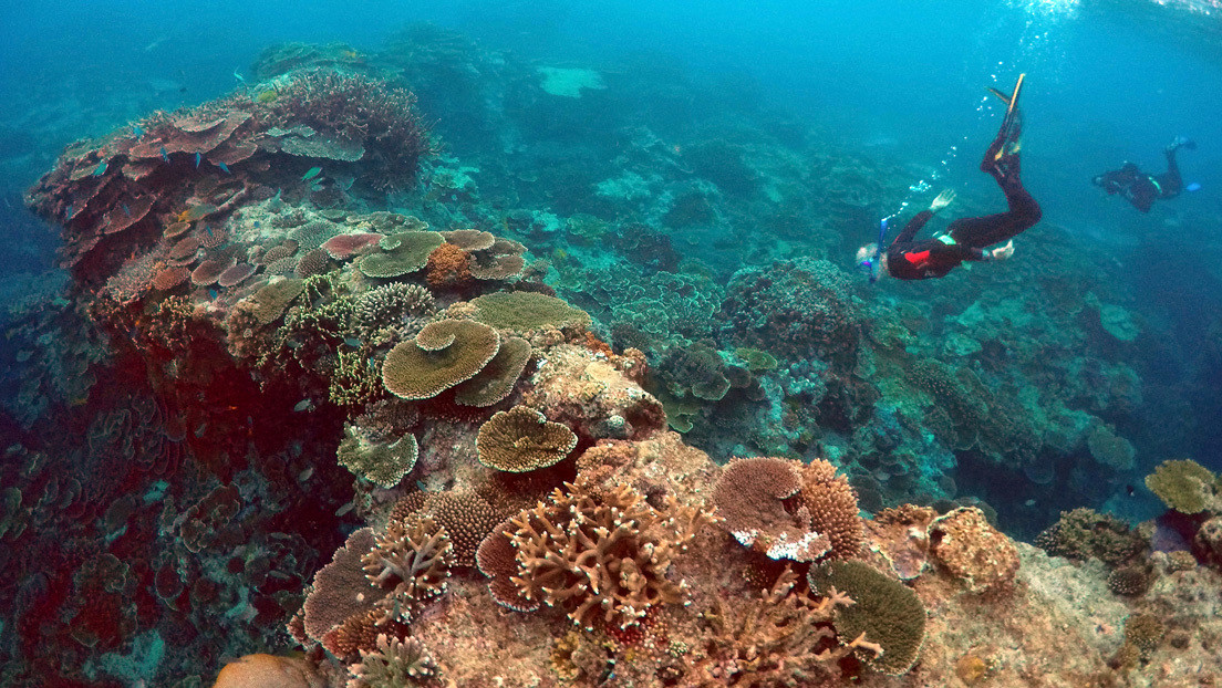 La Gran Barrera de Coral reduce su población en más de la mitad durante los últimos 25 años