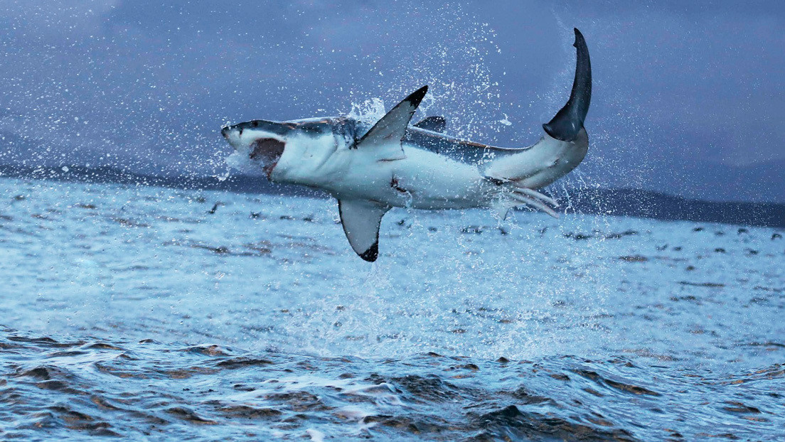 VIDEO: El ataque de un tiburón blanco a una foca deja teñidas de sangre las aguas de una playa