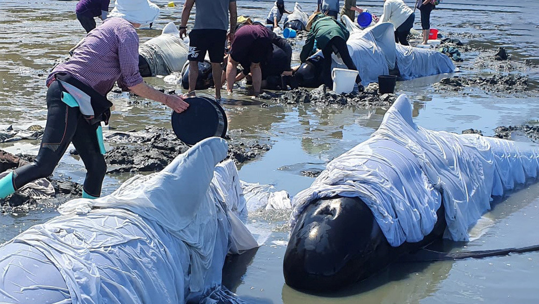 Mueren 19 ballenas piloto tras un varamiento masivo en Nueva Zelanda