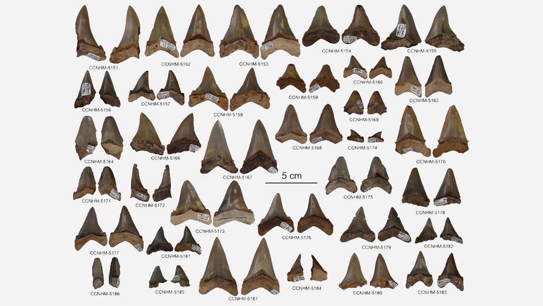 Encuentran un criadero de megatiburones prehistóricos en las costas de EE.UU.