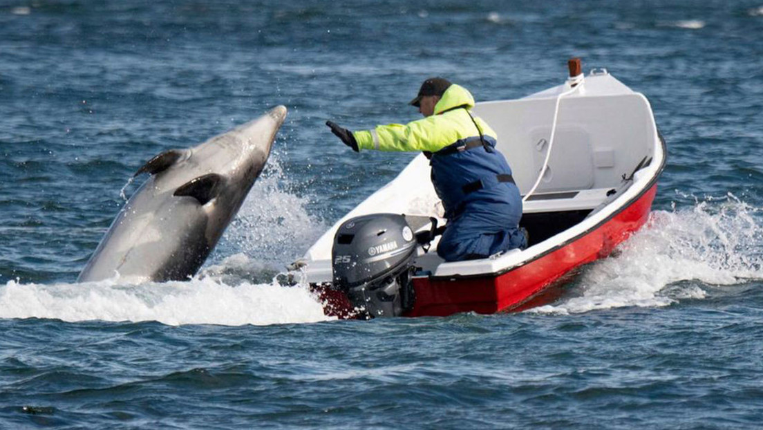 Fungie, un amistoso y célebre delfín de Irlanda, desaparece sin dejar rastro después de 37 años