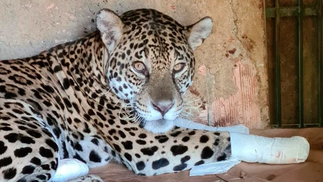 VIDEO: El emotivo momento en que Ousado, un jaguar que sufrió heridas graves durante los incendios del Pantanal, regresa a su hogar