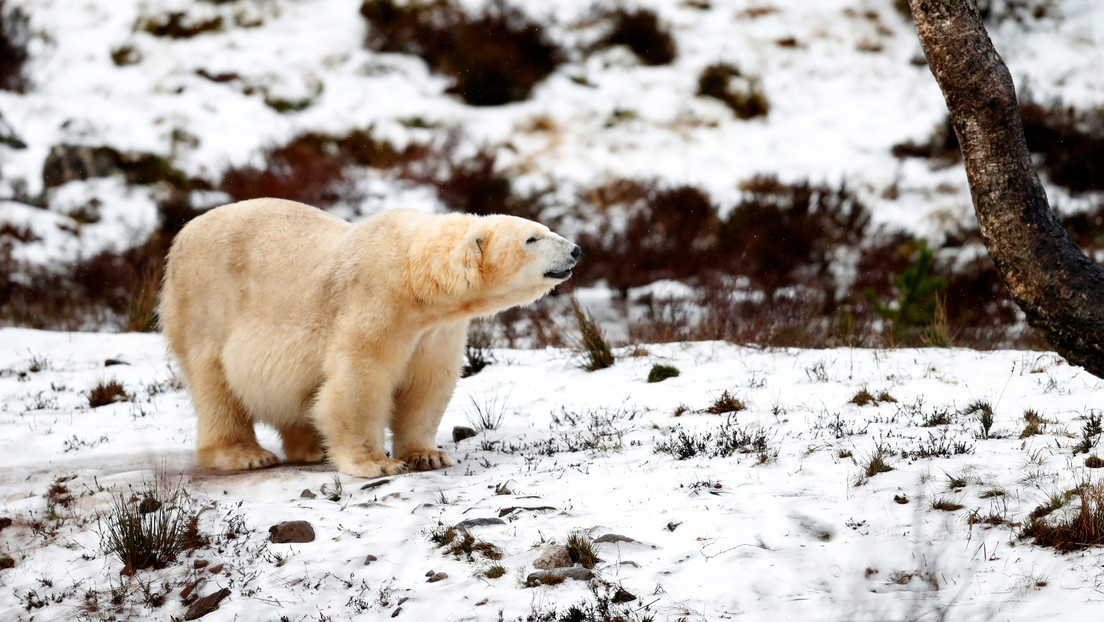 VIDEO: Captan el momento en que una docena de osos polares 'registra' un camión en el norte de Rusia