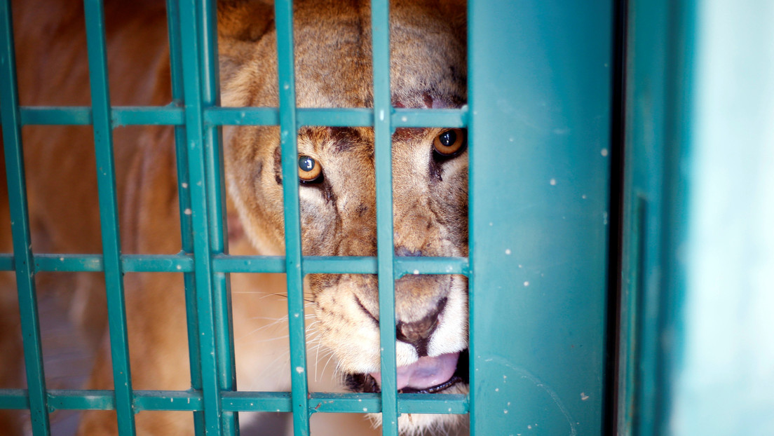 VIDEO, FOTOS: Encuentran docenas de animales salvajes "hambrientos, débiles y explotados con fines de lucro" en un zoológico de África