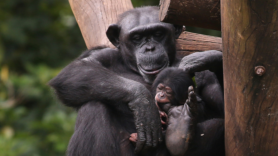 Descubren que los chimpancés se vuelven más selectivos con los amigos a medida que envejecen al igual que los humanos