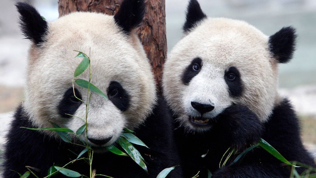 VIDEO: Captan en video el cortejo y la cópula de una pareja de pandas salvajes, un evento pocas veces documentado