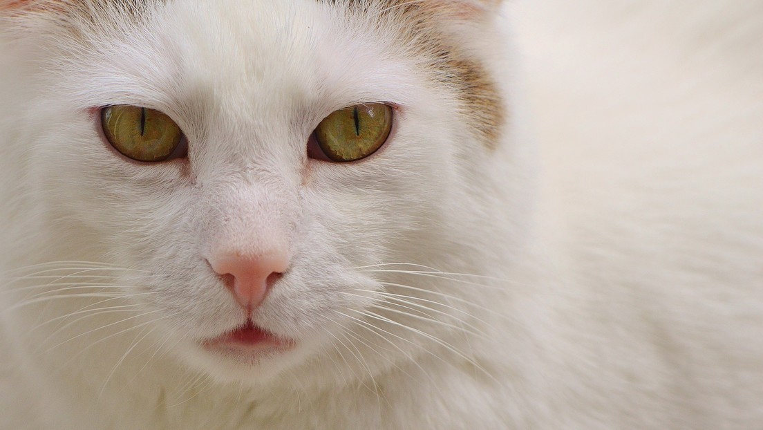 VIDEOS: Un gato mueve su cabeza al ritmo de la música nostálgica y vuelve a 'conquistar' la Red