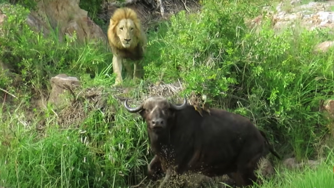 VIDEO: Graban el mortal ataque de una manada de leones a un búfalo con la pata rota