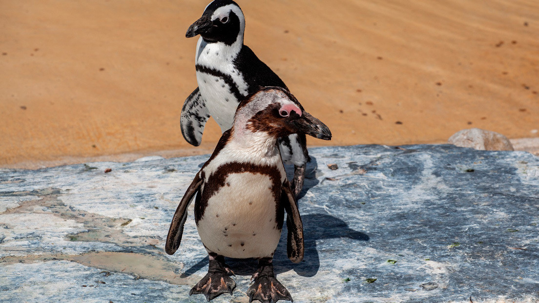 Pingüinos gays roban los huevos del nido de una pareja de lesbianas en su intento de ser padres