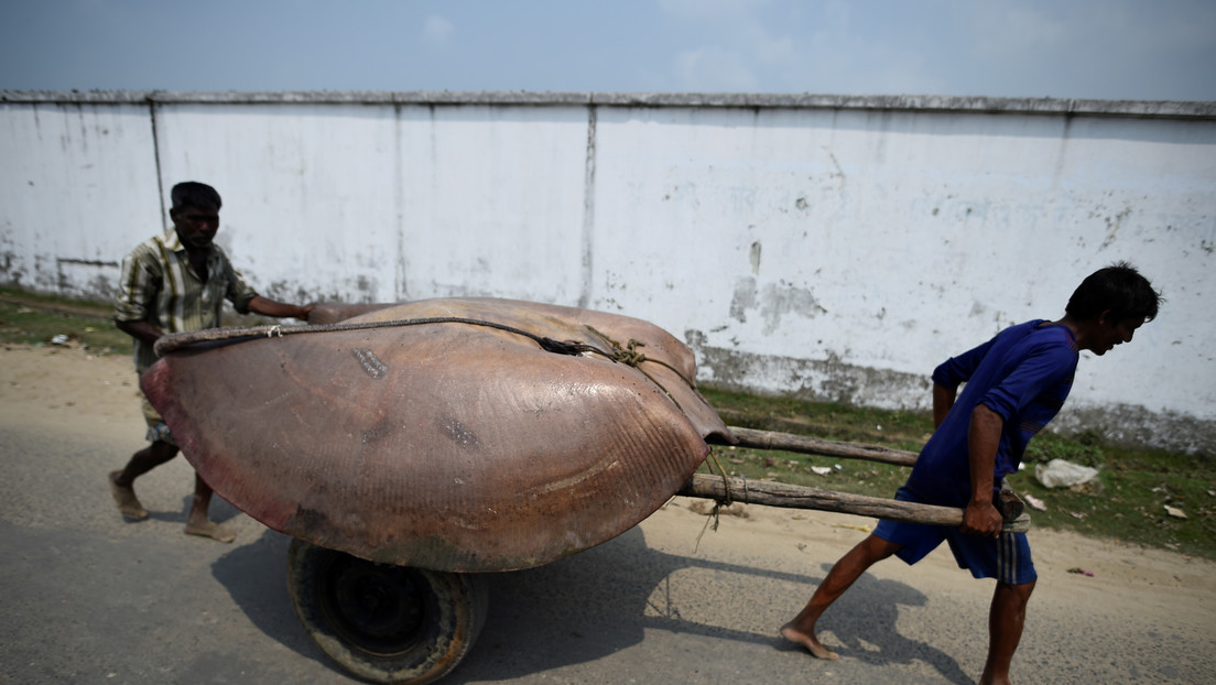 Pescan en la India una mantarraya gigante de 750 kilos (VIDEO)
