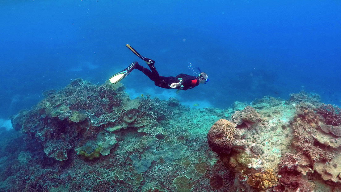 Descubren un arrecife de coral más alto que el Empire State