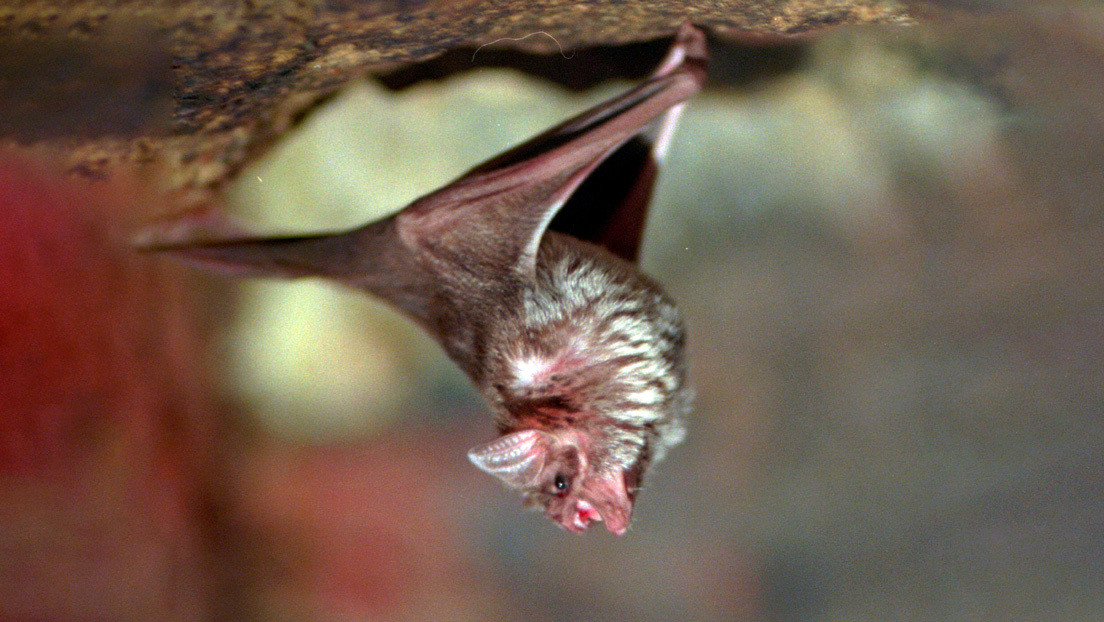 Descubren que los murciélagos practican el "distanciamiento social" cuando están enfermos